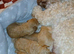 F2 cockapoo puppies