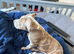 Alapaha cross staff cros suspected American bulldog