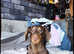Miniature dashhound stud