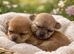 Beautiful miniature chorkie puppies
