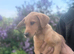 KC FULLY VACCINATED MALE PUPPY