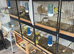 Canaries for sale due to health issues