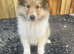Beautiful rough collie puppy for sale boy