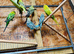 Budgies for sale