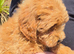 F2 gorgeous fox red girls for sale