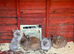 Lion head baby rabbits
