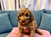 Mini cockapoo males