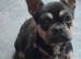 Beautiful female frenchie