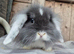 Mini Lion lops 1 boy left 1