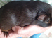 Pair of bonded boars