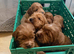 Beautiful Cockerpoo puppies for sale