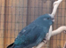 Beautiful young blue kakariki