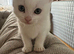 Mixed breed but mostly British shorthair heritage.