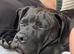 looking for forever home