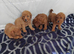 Beautiful cavapoo puppies