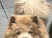 Lilac merle chow chow