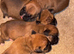 Natural bobtail Boxer puppies