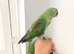 Beautiful hand tamed alexandrine parrots for sale