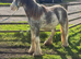 Quality Blagdon filly
