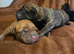 Shar-Pei Cockerpoo
