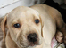 Bullmastiff cross cane corso puppies