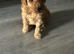 Stunning 100% red Tiny toy poodles