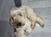 Female cockapoo f1
