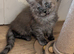 5 beautiful Maine coon kittens