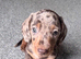 Exceptional KC Registered Miniature Dachshund Boys