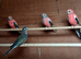 8 Rosa bourkes