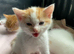 Female kitten