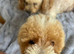 Poochon puppy's