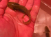 Baby axolotls for sale