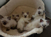 Pure ragdoll kittens