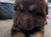 Beautiful German Shepherd puppies