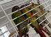 Baby conure Glasgow