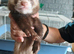 Baby ferrets READY TO GO
