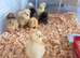 Silkie chicks