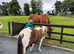 6 year old Dartmoor hill pony