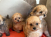 Adorable Pomapoo Puppies &ndash; 8 Weeks Old & Ready for Their Forever homes
