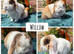 Pure bred mini lop adults