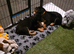 Rottweiler pup