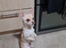 Stunning chihuahua for stud