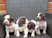 Cocker spaniel pups
