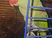 Female Alexandrine parrot