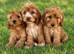 Cockapoo