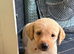 Yellow/dark yellow Labradors