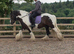 14.3hh cob gelding 13 years old