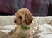 Cavapoochon puppies