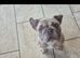 Frenchie girl